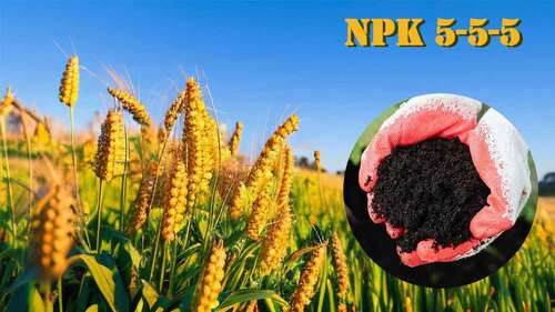 Son şirket haberleri hakkında NPK 5-5-5 Organik Gübre İçin Kapsamlı Rehber